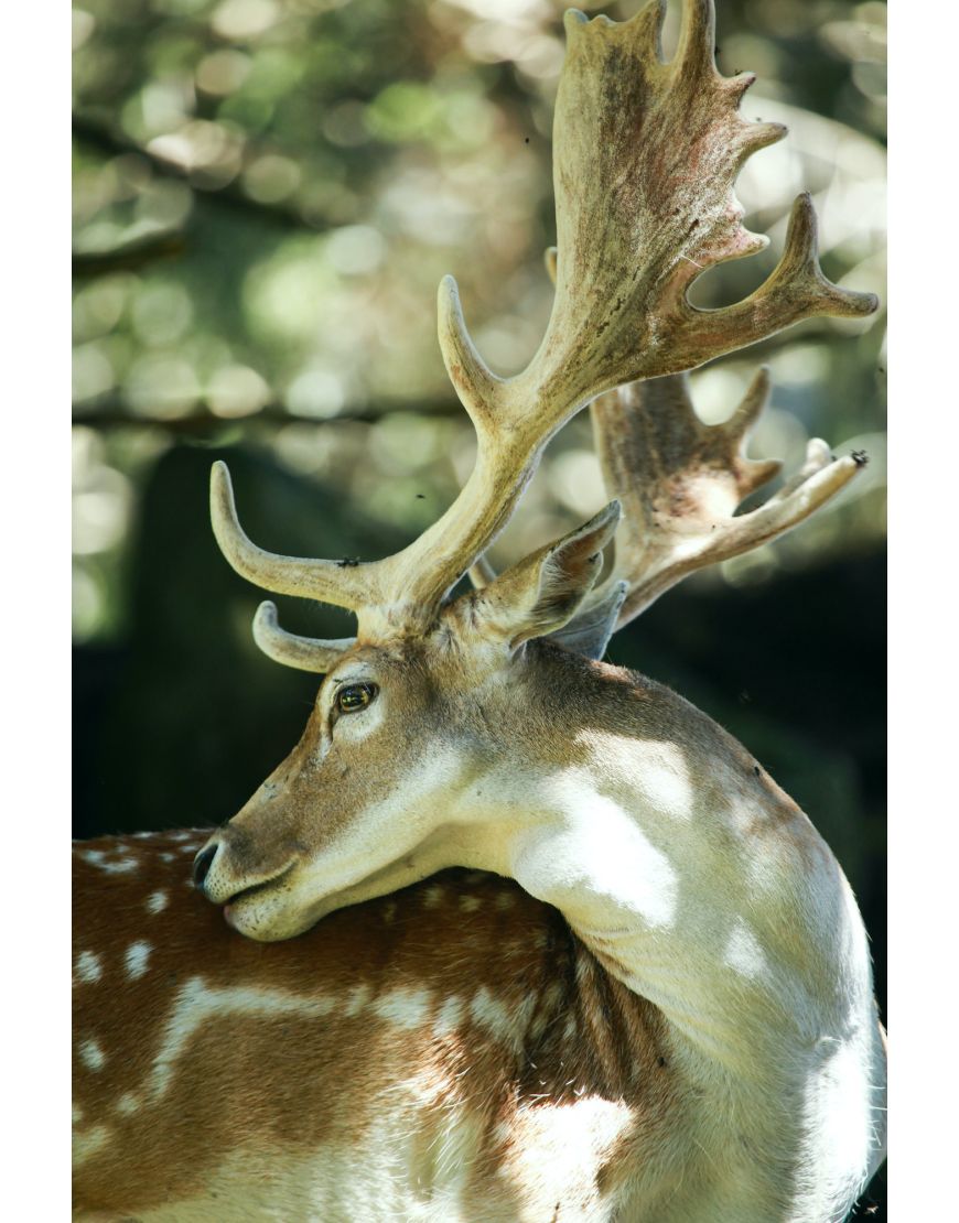 Deer