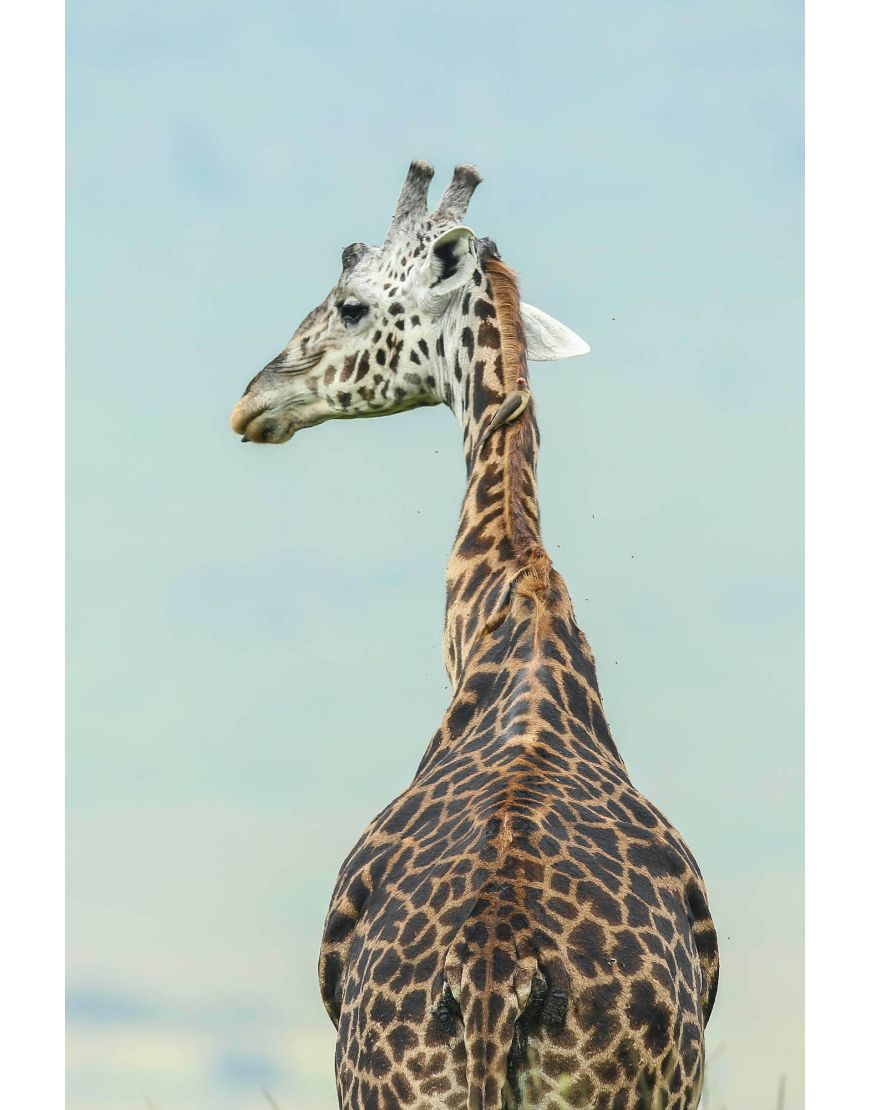 Giraffe