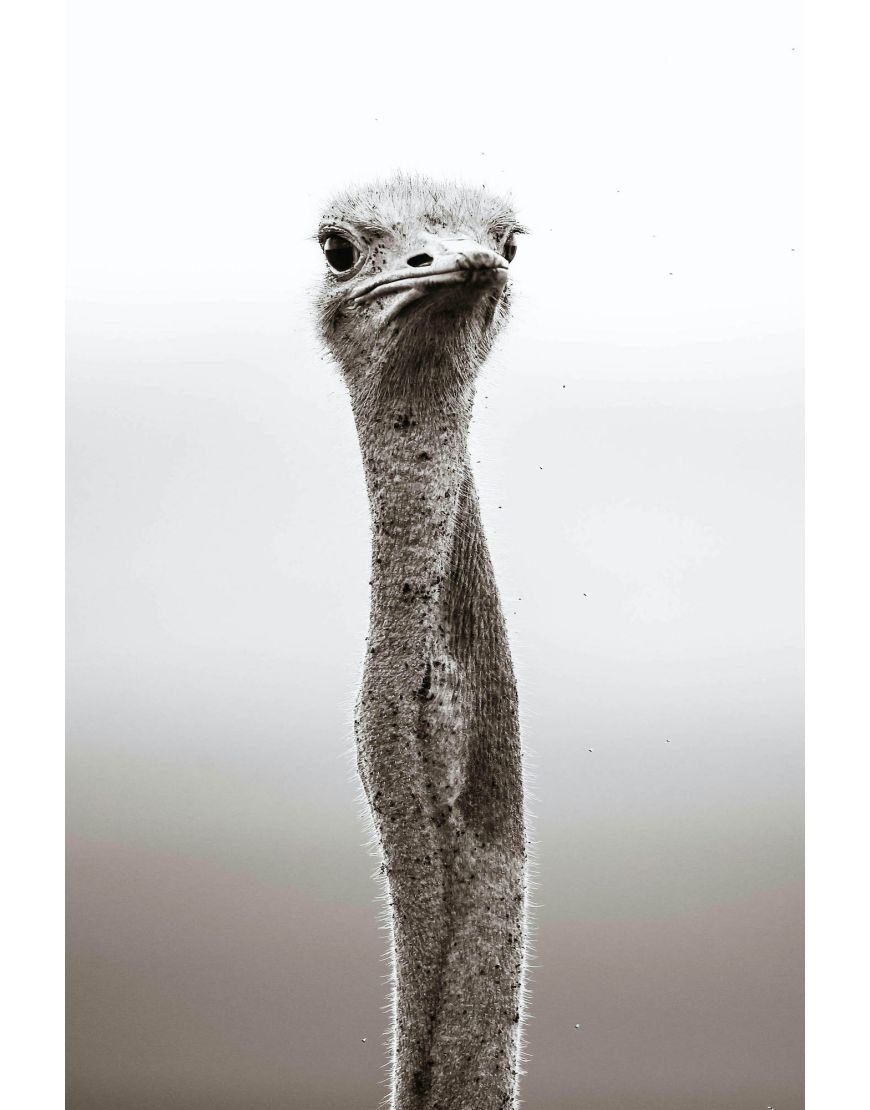 Ostrich