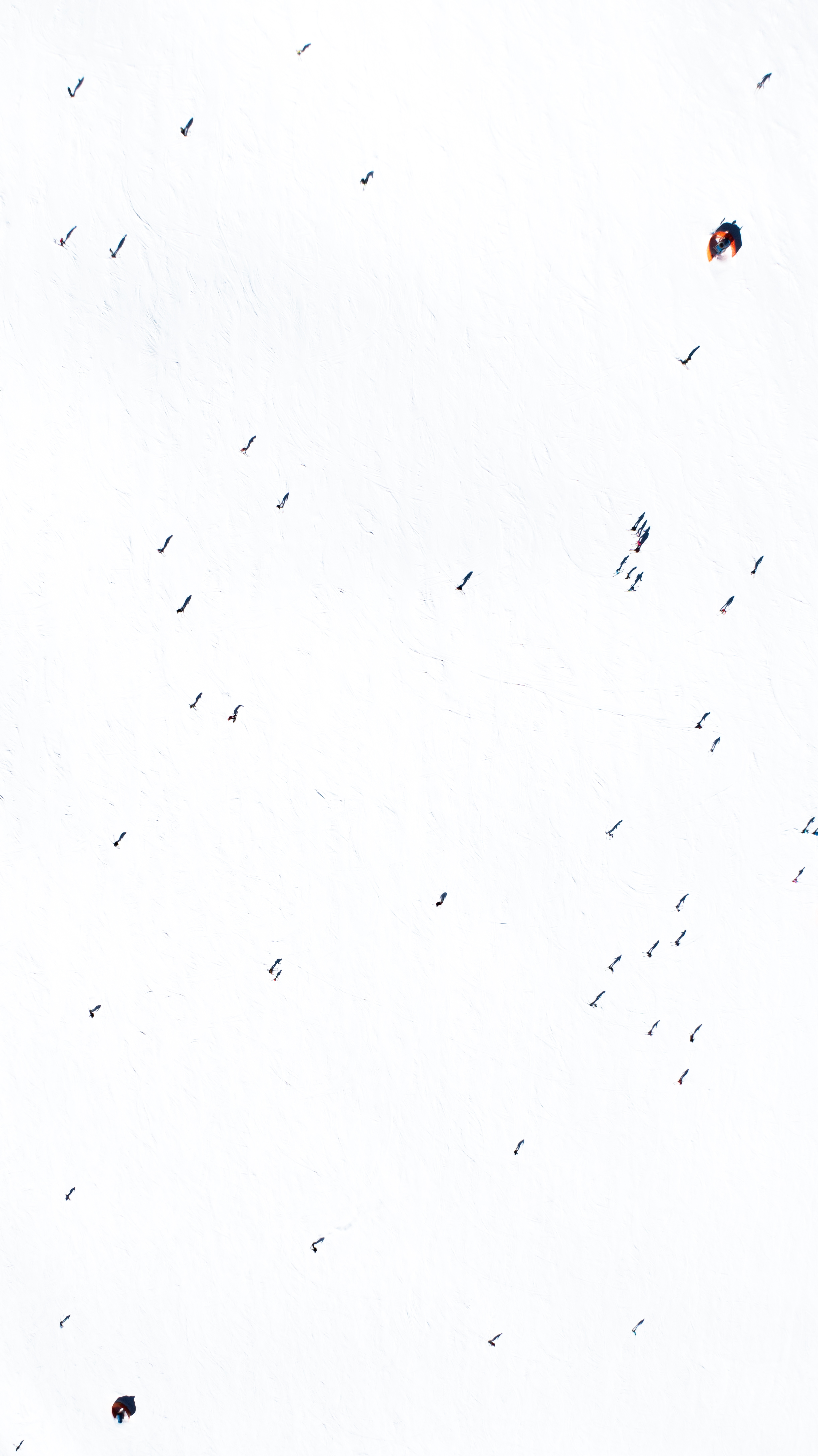 Snow Ants