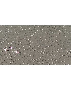 Flamingos