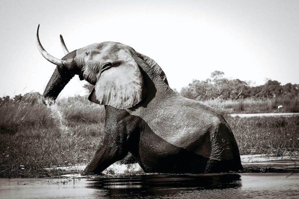 Elephant